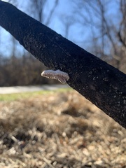 Schizophyllum commune