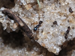 Pheidole metallescens
