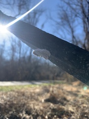 Schizophyllum commune