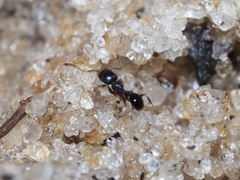 Pheidole metallescens