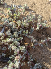 Atriplex barclayana