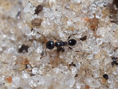 Pheidole metallescens