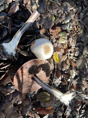 Agaricus abruptibulbus