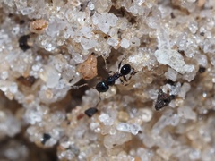 Pheidole metallescens