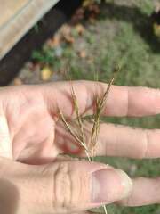 Bothriochloa pertusa