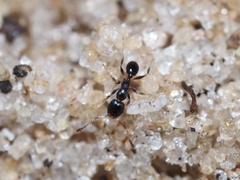 Pheidole metallescens