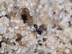 Pheidole metallescens