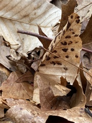 Acalitus ferrugineum