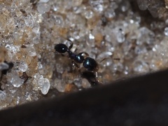 Pheidole metallescens