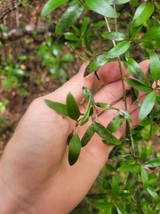 Coprosma linariifolia