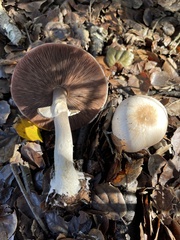 Agaricus abruptibulbus