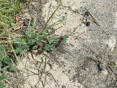 Macroptilium atropurpureum