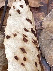 Acalitus ferrugineum