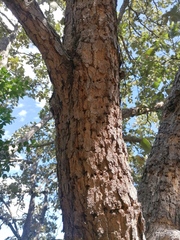 Melanerpes formicivorus
