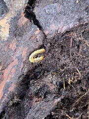 Dendroides canadensis