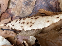 Acalitus ferrugineum