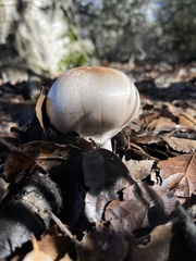 Agaricus abruptibulbus