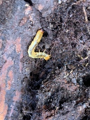 Dendroides canadensis