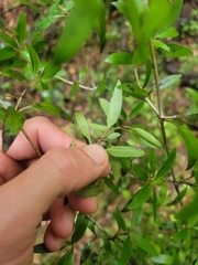 Coprosma linariifolia