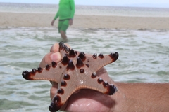 Protoreaster nodosus