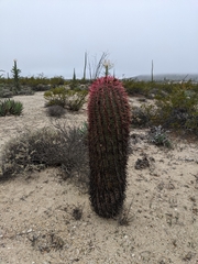 Ferocactus gracilis
