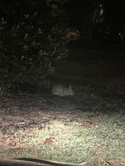 Sylvilagus floridanus