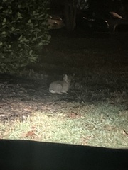 Sylvilagus floridanus