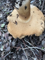 Boletus barrowsii