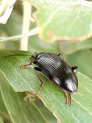 Alleculina