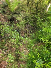 Coprosma linariifolia