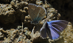 Polyommatus buzulmavi
