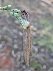 Distoleon bistrigatus