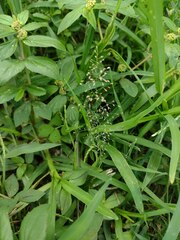 Eragrostis amabilis