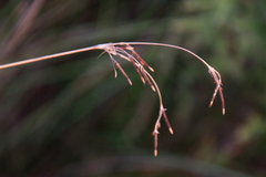 Cyperus articulatus