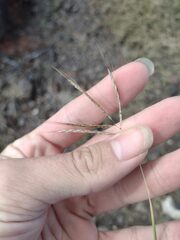 Bothriochloa pertusa