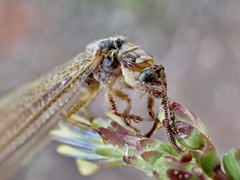 Distoleon bistrigatus