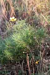 Thelesperma filifolium