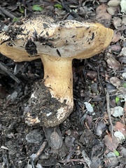 Boletus barrowsii