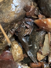 Desmognathus fuscus