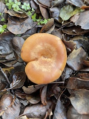 Lactarius xanthogalactus