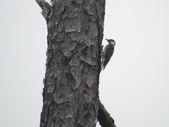 Dryobates borealis
