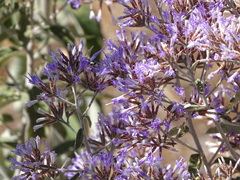 Critoniopsis