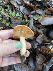 Lactarius xanthogalactus