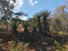 Agave karwinskii