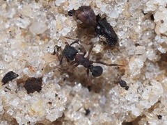 Cyphomyrmex rimosus