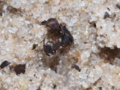 Cyphomyrmex rimosus