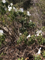 Ipomoea pauciflora