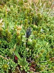 Gentiana glauca