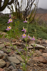 Schizanthus splendens
