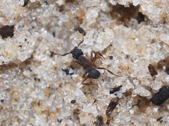 Cyphomyrmex rimosus
